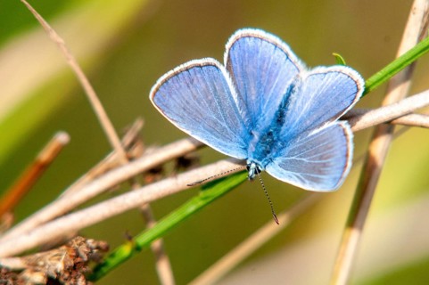 2009, Brandenburg, common blue, common blue, Germany, hauhechelbläuling, nabu, national natural