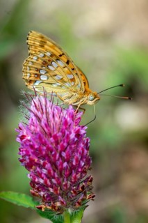 Argynnis adippe, Fabriciana adippe, fiery mother-of-pearl butterfly, high brown fritillary,