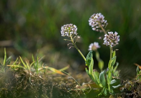 Alpine hellerkraut, brassicaceae, mountain shellwort, mountain stalk, cruciferous vegetables,