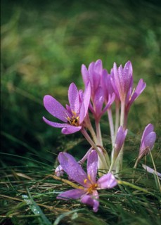 Colchicaceae, Colchicum autumnale, autumnless, timeless plants, autumn crocus, flora, high size,