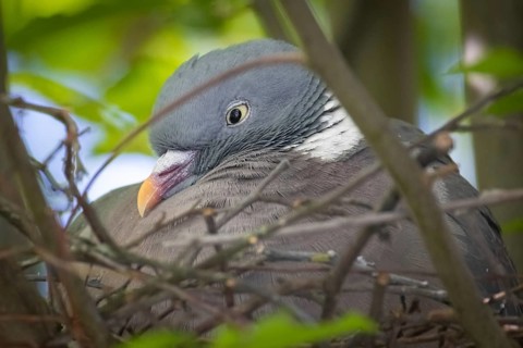 A dove sits in its nest in spring and breeds, Frankfurt am Main, Hesse, Germany