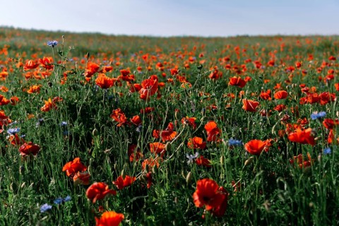 A field with flowering red field poppies (Papaver rhoeas), mixed with blue cornflowers (Centaurea