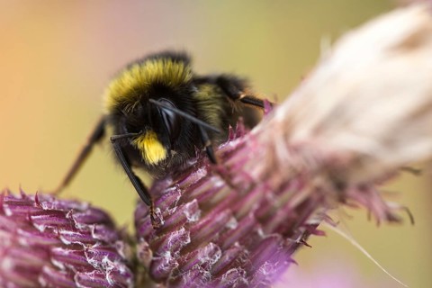 Apidae, bees, bombus lucorum, hymenoptera, insects, white-tailed bumblebee, white-tailed bumblebee