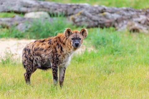 A fully grown female spotted hyena (Crocuta crocuta) stands in a green meadow. Ethiopia, Kenya,