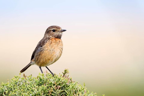 Stonechat (Saxicola rubicola), female, Algarve, Portugal