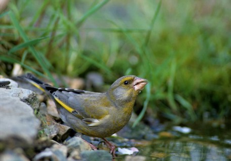Carduelis Chloris, Chloris Chloris, Greenfinch, Greenfinch, Greenfinch, Greenfinch, Greenfinch,