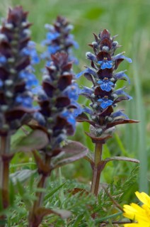 Ajuga Reptans, creeping Bugleweed, Lamiaceae, mint, blue bugle, bugle, bugleherb, bugleweed, carpet