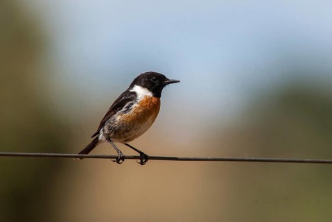 Saxicola torquata, blackthroats, stonechat, birds, extremadura, male, passeri, songbirds,