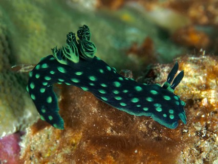 Green nudibranch with bright spots, the neon star nudibranch (Nembrotha cristata), on a coral reef