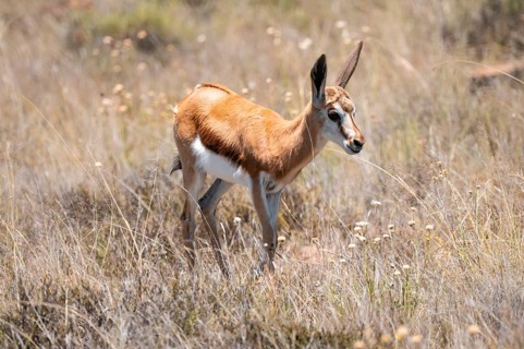 Young springbok (Antidorcas marsupialis) in meadow, Mountain Zebra National Park, South Africa