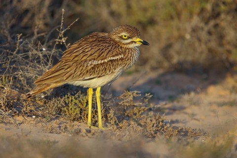 Curlew, Animals, Birds, (Burhinus oedicnemus), Biotope, Habitat, Foraging, Curlew family, Canary