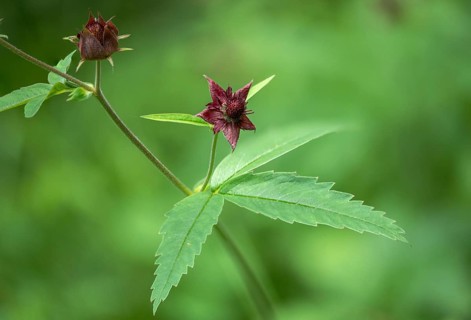Blood Eye, Comarum Palustre, Potentilla Palustris, Rosaceae, Rose Family, Swamp Blood Eye, Flora,