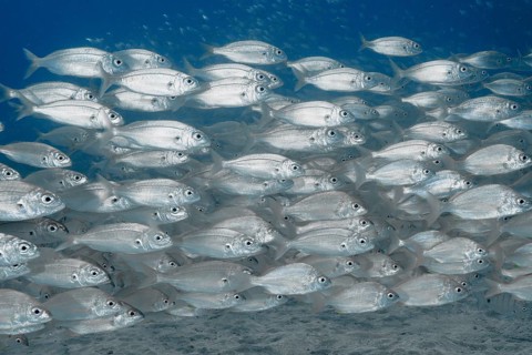 Silver fish, the armpit-spotted sea bream (Pagellus acarne), swim close together in the clear blue