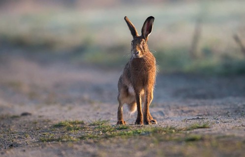 European hare, hares, hares, lagomorpha, lepus europaeus, bunny, mammals, mammals