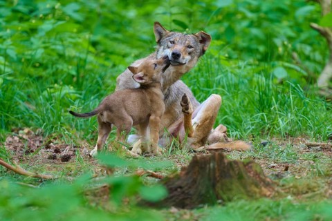 A wolf and its cub enjoying time together in the forest, summer, wolf (Canis lupus), Germany