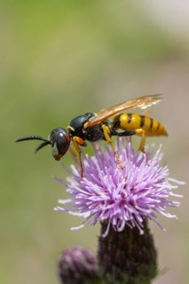 Beewolf, European beewolf, hymenoptera, philanthus triangulum, spheciformes, bee-killer wasp,