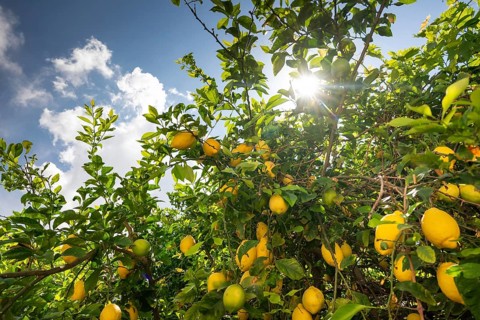 Lemons hanging from a tree in the sun, bright backlight, Malfa, Salina, Aeolian or Lipari Islands,