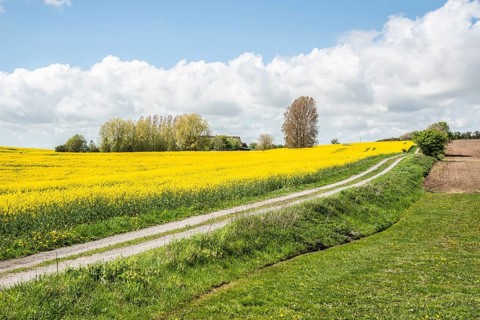 Landscape with fields of yellow flowering rapeseed and a tiny road and cloud in Ystad municipality,