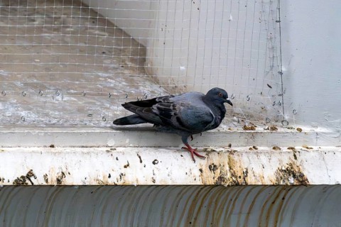 City pigeon sitting in front of safety net, Pattaya, Thailand