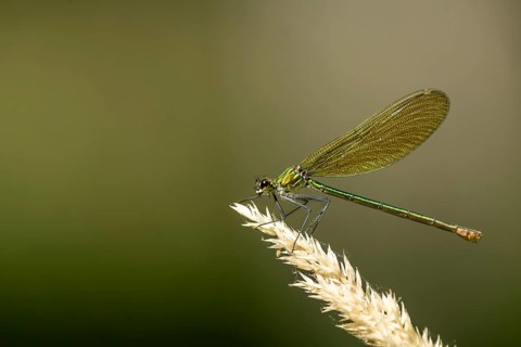 Macro photograph of a dragonfly resting on a plant, against a gently blurred background, Banded