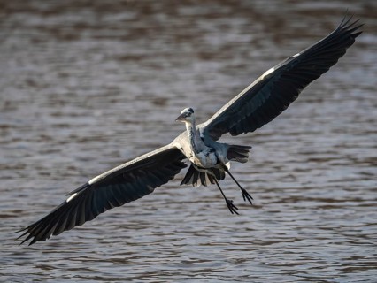 A gray heron in flight, gray in gray, Ümminger See, Bochum, Ruhrpott, North Rhine-Westphalia,