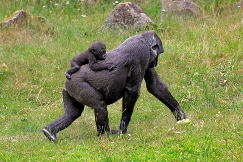 Western gorilla (Gorilla gorilla), adult, female, mother, carrying, infant, on her back, foraging,