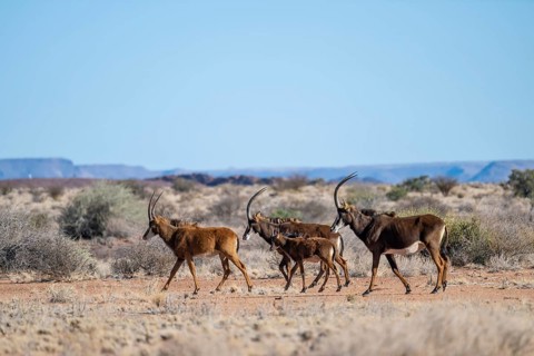 Herd, roan antelope (Hippotragus equinus) in the grasslands, South Africa