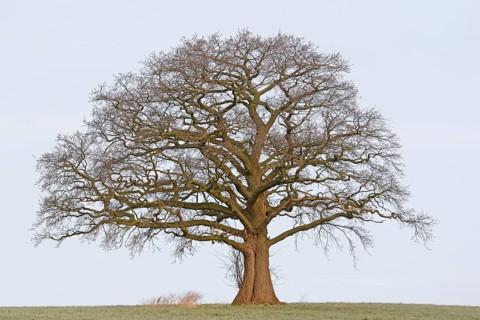 Oak (Quercus), a bare, gnarled solitary tree, a meadow covered in hoarfrost, an overcast sky, North