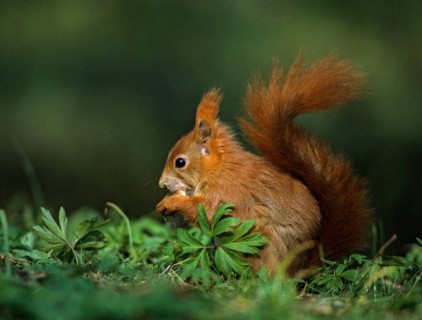 Squirrels, rodents, rodentia, sciurus vulgaris, squirrel, mammals, rodents, mammals