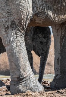 Cute little elephant, young animal under mother, African elephants (Loxodonta africana), Addo