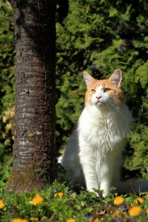 A white and red cat stands next to a tree, surrounded by dandelion flowers, looking curious, a