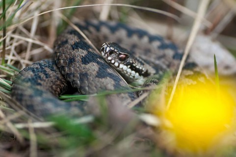European adder, European viper, venomous snake, vipera berus, critters, poisonous reptilia,