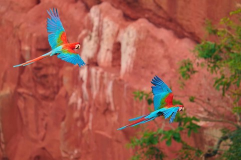 Two macaws flying elegantly over a red rocky backdrop with vibrant colours, Green-winged Macaw, or