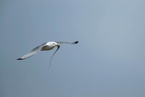 Black legged kittiwake (Rissa tridactyla) adult seabird bird flying with nesting material in its