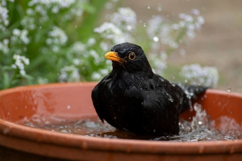 Eurasian blackbird (Turdus merula) adult male garden bird bathing in water in a plant pot saucer,