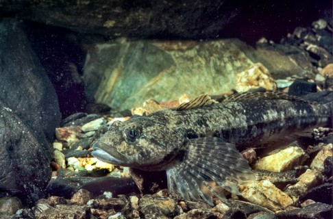 Bullhead, Cottus Gobio, European Bullhead, Millers Thumb, Mühlkoppe, Westgroppe, Camouflage, Common