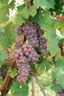 Grapes on the vine, Gewürztraminer grape variety, Alsace, Grand Est, France