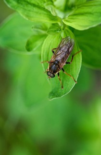 Awl-fly, brachycera, coenomyia ferruginea, flies, stinkfly, diptera, high size, portrait format,