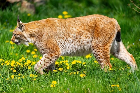 Eurasian lynx (Lynx lynx), walking on a meadow, Bavaria, Germany