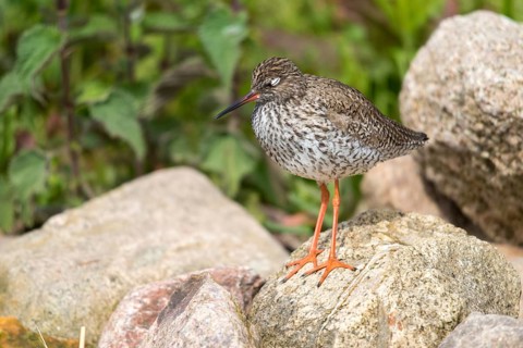 Redshank, redshank, tringa totanus, birds, charadriiformes, limikolen, sleep, snipe birds,