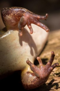 Agile frog, rutting calluses, estrus calluses, nuptial pad, mating calluses, rana dalmatina,