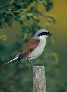 Lanius Collurio, red-backed shrike, redback shrike, birds, high size, portrait format, male,