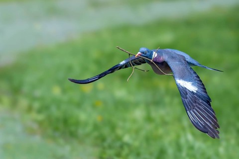 Wood Pigeon (Columba palumbus), in flight, carrying nesting material in its beak, Littlewood Ranch,