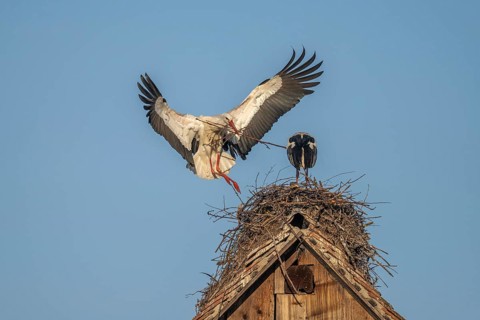 Two white storks (ciconia ciconia) at the start of the nesting season. One is on the nest while the