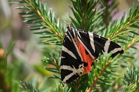 Callimorpha quadripunctaria, Euplagia quadripunctaria, jersey tiger, Panaxia quadripunctaria,