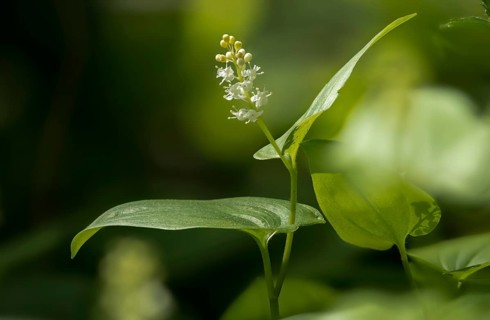 Convallariaceae, Maianthemum bifolium, lily of the valley, may lily, shadowflower, two-leaf