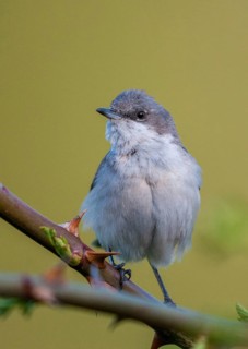 Rattleswarbler, Lesser Whitethroat, Sylvia Curruca, Birds, High Size, Portrait, Male, Passeri,