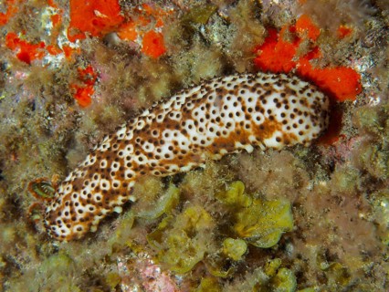 A spotted sea cucumber (Holothuria sanctori) crawls across the seabed at night, dive site: El