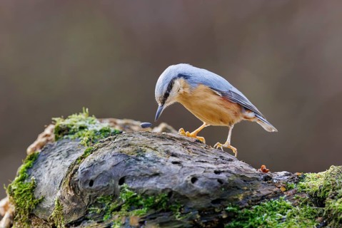Nuthatch (Sitta europaea), Germany