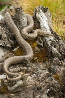 Coronella Austriaca, Black Snake, Snake, Smooth Snake, Critters, High Size, Portrait, Reptilia,